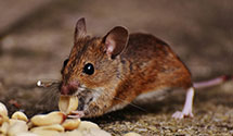 24 Hour & Emergency Exterminators in Finneytown, OH